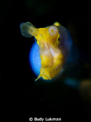 Ribbon Eel close up by Budy Lukman 